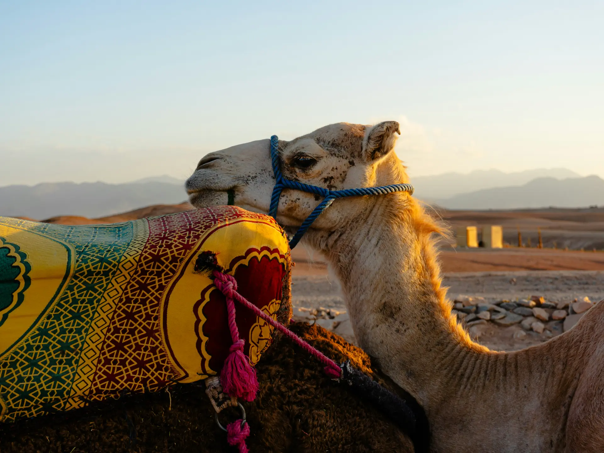 Agafay Buggy & Camel Sunset Adventure